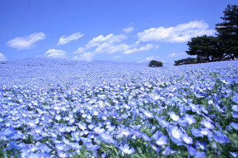Картинка цветы немофилы вероники небо луг голубой