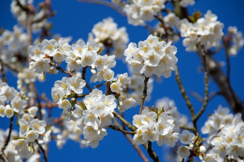 Картинка цветы сакура вишня ветки весна