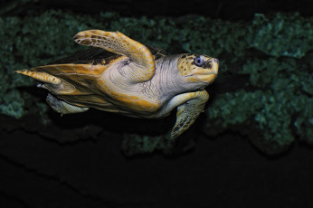 Картинка животные Черепахи плавание