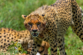 Картинка животные гепарды агрессия кошка