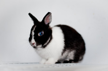 Картинка животные кролики зайцы кролик глаза