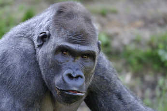 Картинка животные обезьяны горилла портрет