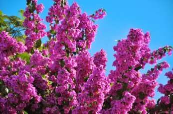 Картинка цветы бугенвиллея малиновый ветки