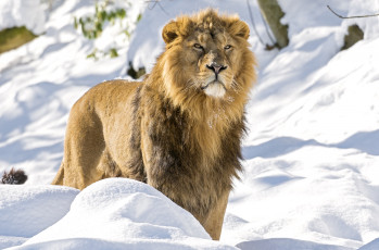 Картинка животные львы царь снег