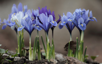 Картинка цветы ирисы весна голубые