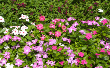 Картинка цветы катарантусы лето лепестки