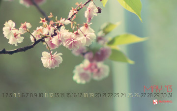 обоя календари, цветы, ветка, сакура