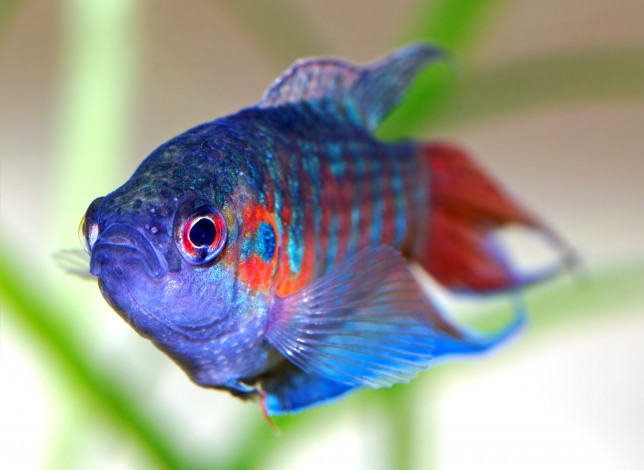 Обои картинки фото животные, рыбы, рыбка, аквариумная, синяя