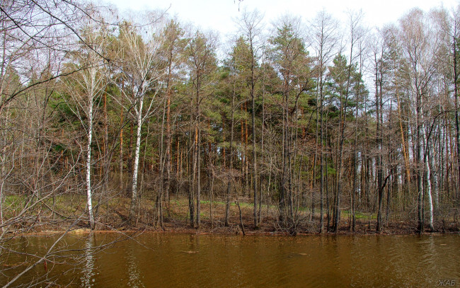 Обои картинки фото весенний, лес, природа, весна, озеро