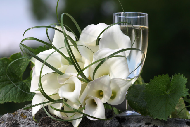 Обои картинки фото цветы, каллы, шампанское
