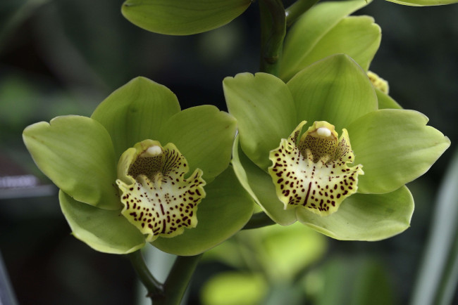 Обои картинки фото цветы, орхидеи, зеленый, экзотика