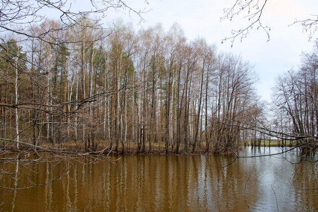 Обои картинки фото озеро, природа, реки, озера, весна, лес