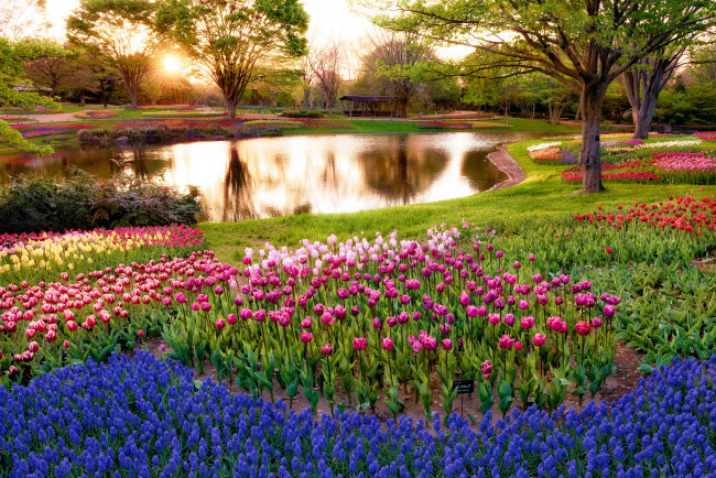 Обои картинки фото природа, парк, деревья, восход, цветы, пруд