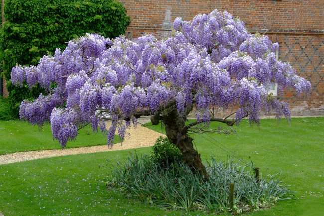 Обои картинки фото wisteria, цветы, глициния, парк, дорожка, дерево