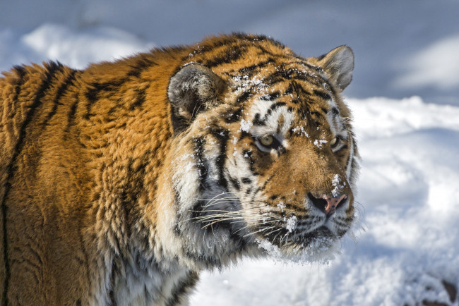 Обои картинки фото животные, тигры, снег, морда