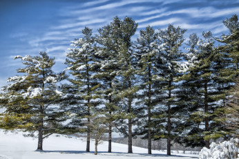 Картинка природа зима лес сугробы снег