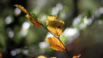 Картинка природа листья блики осень ветка