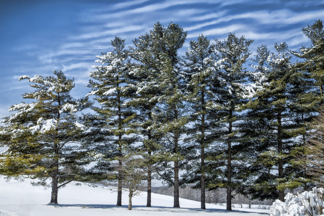 Обои картинки фото природа, зима, лес, сугробы, снег