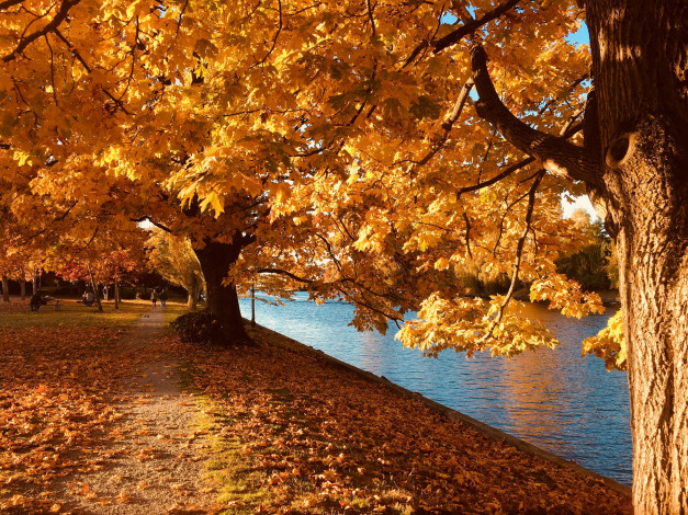 Обои картинки фото природа, парк, листопад, осень