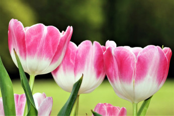 Картинка цветы тюльпаны двухцветные