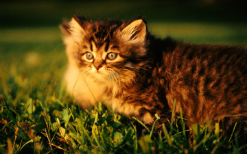 Картинка животные коты лужайка трава котенок