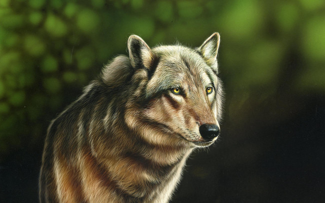 Обои картинки фото рисованное, животные,  волки, волк