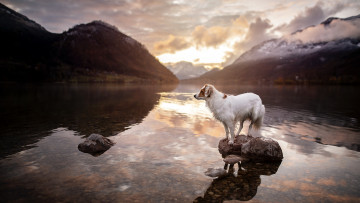 Картинка животные собаки собака на открытом воздухе природа млекопитающие солнечный свет вода камни горы