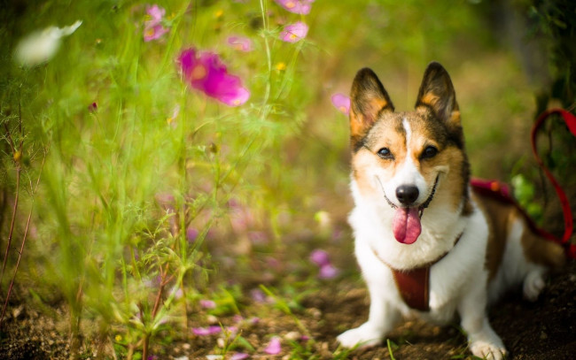 Обои картинки фото животные, собаки, велш-корг, поводок, цветы