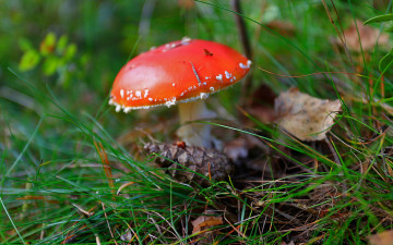 Картинка природа грибы +мухомор трава мухомор одиночка шишка