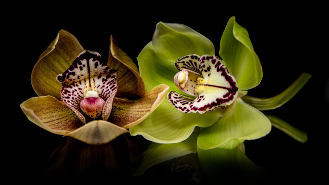 Обои картинки фото цветы, орхидеи, экзотические, черный, фон