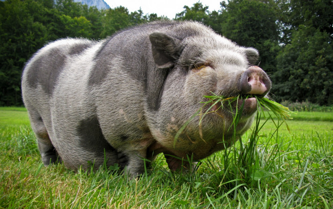 Обои картинки фото pot, bellied, pig, животные, свиньи, кабаны