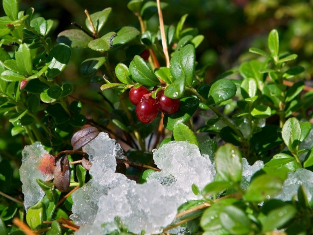Обои картинки фото природа, Ягоды, брусника, снег, зеленый