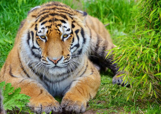 Картинка животные тигры тигр листва лапы морда