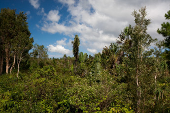 Картинка маврикий природа тропики небо растения