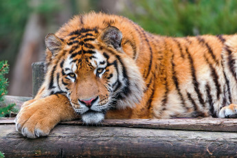 Картинка животные тигры взгляд