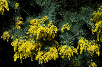 Картинка цветы мимоза желтый ветки