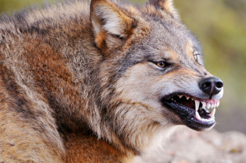 Картинка животные волки оскал клыки злость санитар хищник зверь