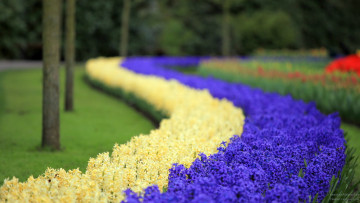Картинка keukenhof gardens lisse holland цветы гиацинты парк кеукенхоф голландия