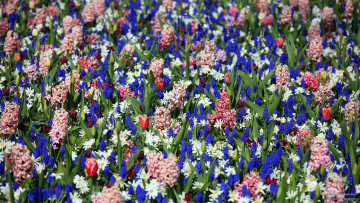 Картинка keukenhof gardens lisse holland цветы разные вместе тюльпаны ромашки гиацинты