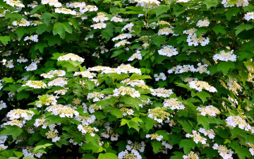 Картинка цветы цветущие деревья кустарники зеленый белый