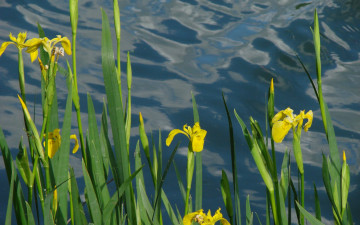 Картинка цветы ирисы вода