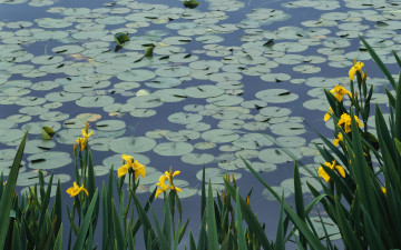 Картинка цветы ирисы водоем листья