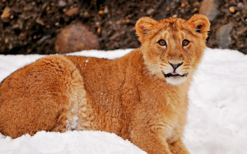 Картинка лювенок животные львы снег львенок