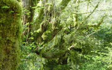 Картинка природа лес абхазия деревья мох