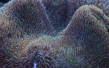 Картинка природа морские глубины растения подводные под водой отростки подводный мир