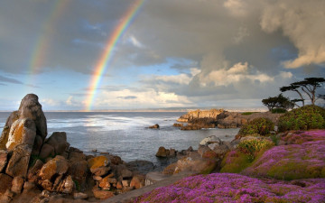 Картинка природа радуга цветы пляж океан