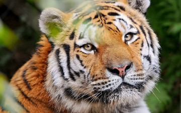 Картинка тигр животные тигры взгляд морда