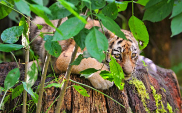 Картинка тигренок животные тигры прячется ветки