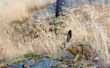 Картинка животные кролики зайцы заяц природа трава лето