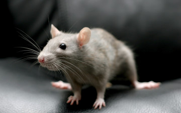 Картинка животные крысы мыши фон дом макро крыса